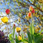 Premières tulipes