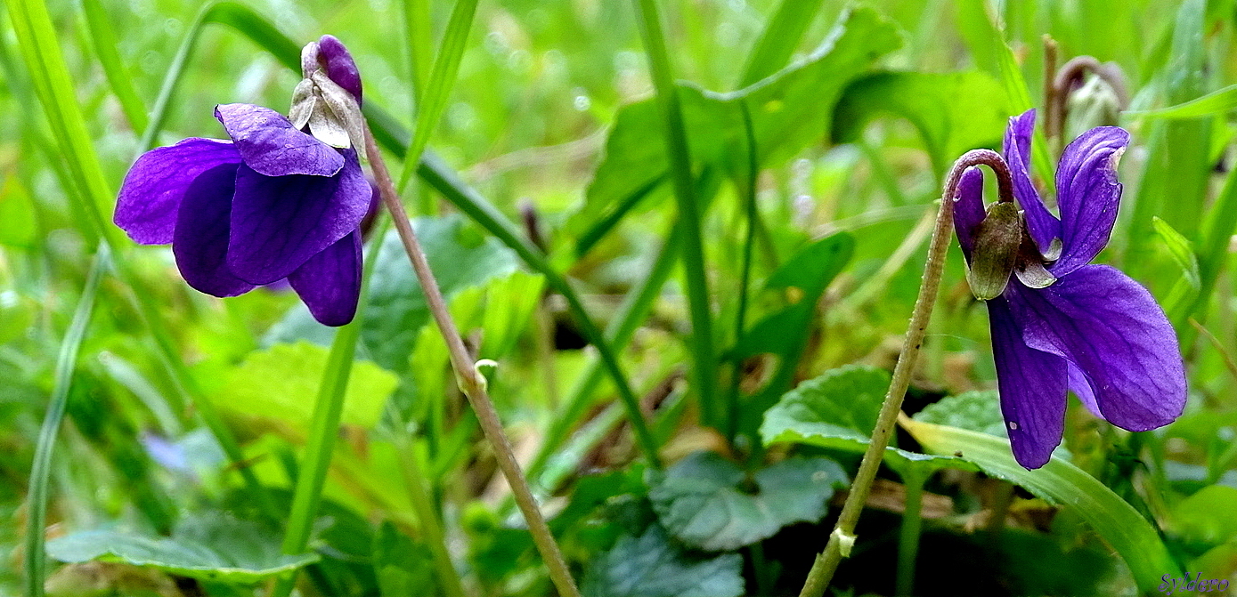 Premières violettes