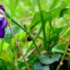 Premières violettes