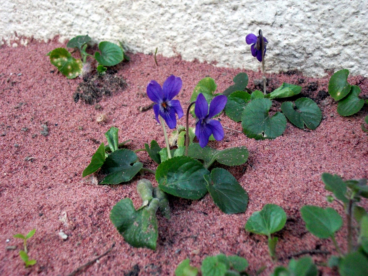 Premières violettes de mon jardin....