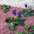 Premières violettes de mon jardin....