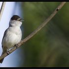 Premières vocalises de la fauvette...