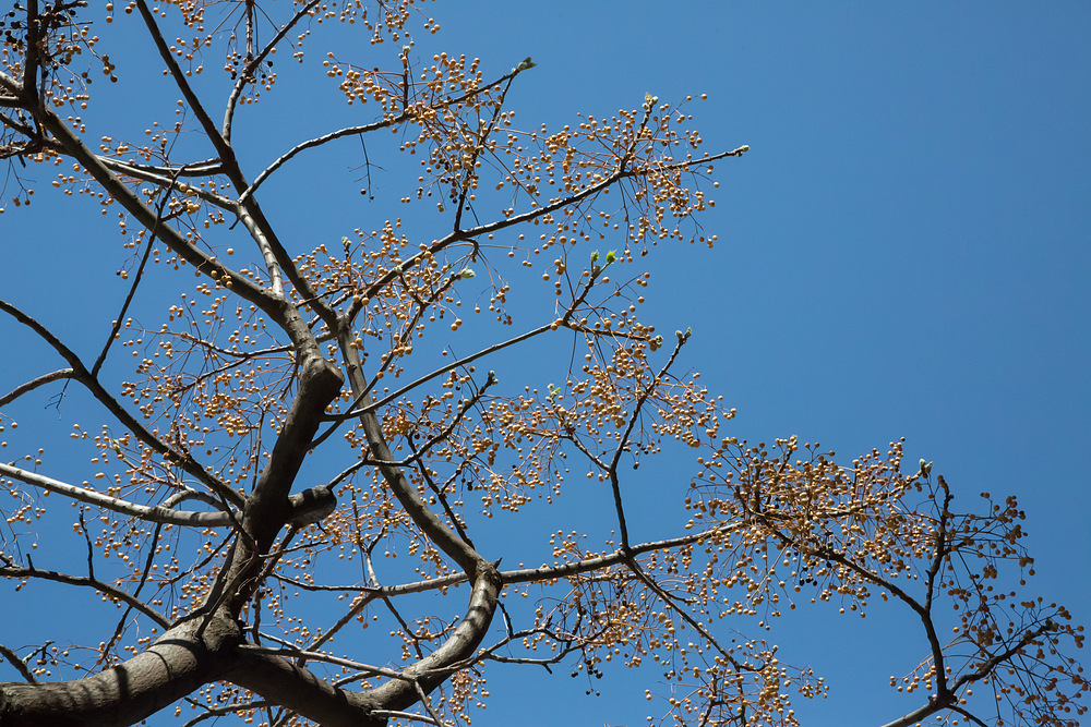 Premiers bourgeons au week-end de Pâques