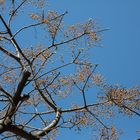 Premiers bourgeons au week-end de Pâques