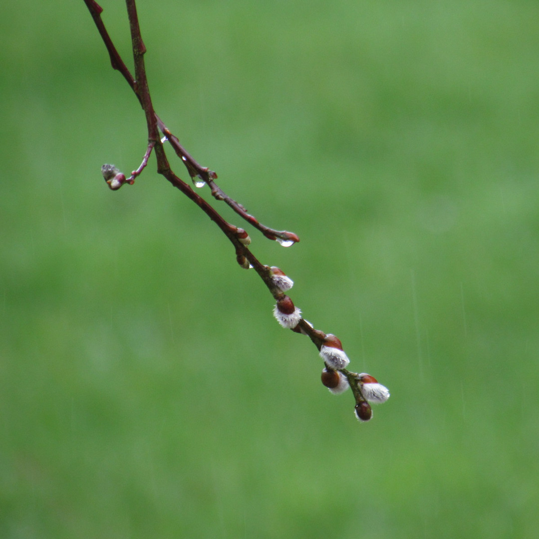 ..Premiers bourgeons Normands..