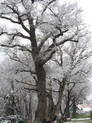 premiers frissons des arbres cet hiver à LOURQUEN (40)