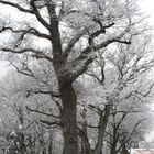 premiers frissons des arbres cet hiver à LOURQUEN (40)