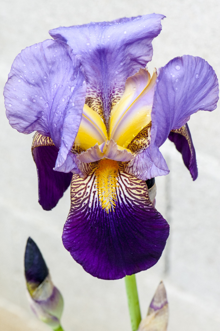 Premiers iris