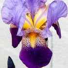 Premiers iris