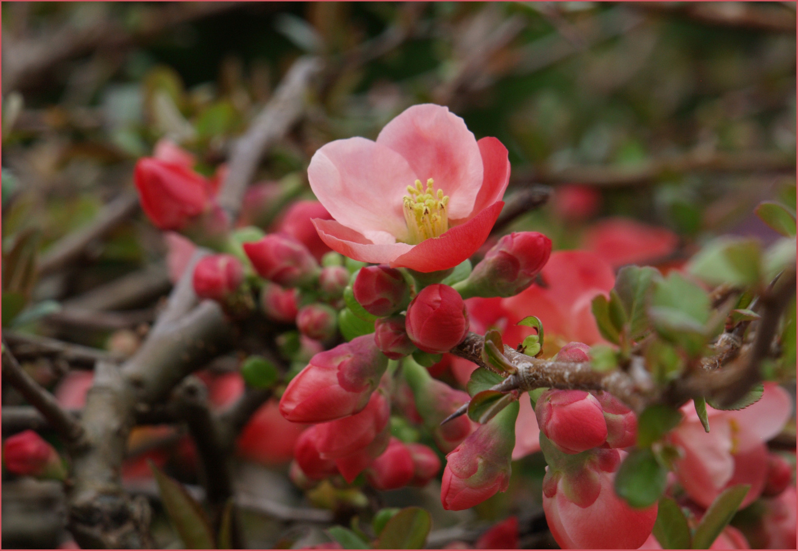 Premiers jours du Printemps