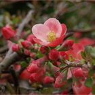 Premiers jours du Printemps