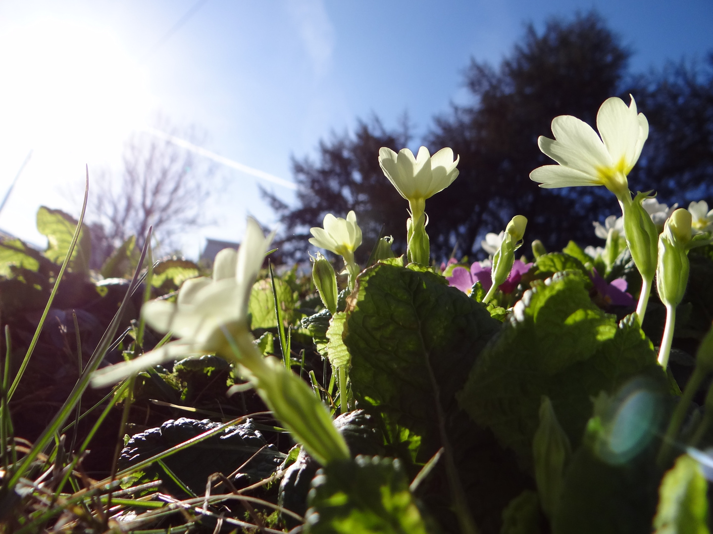 Premiers Primeverts du printemps 2015