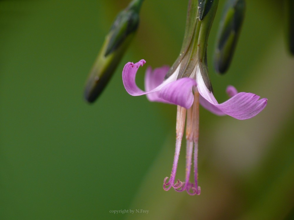 Prenanthes purpurea - Hasenlattich