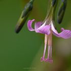 Prenanthes purpurea - Hasenlattich