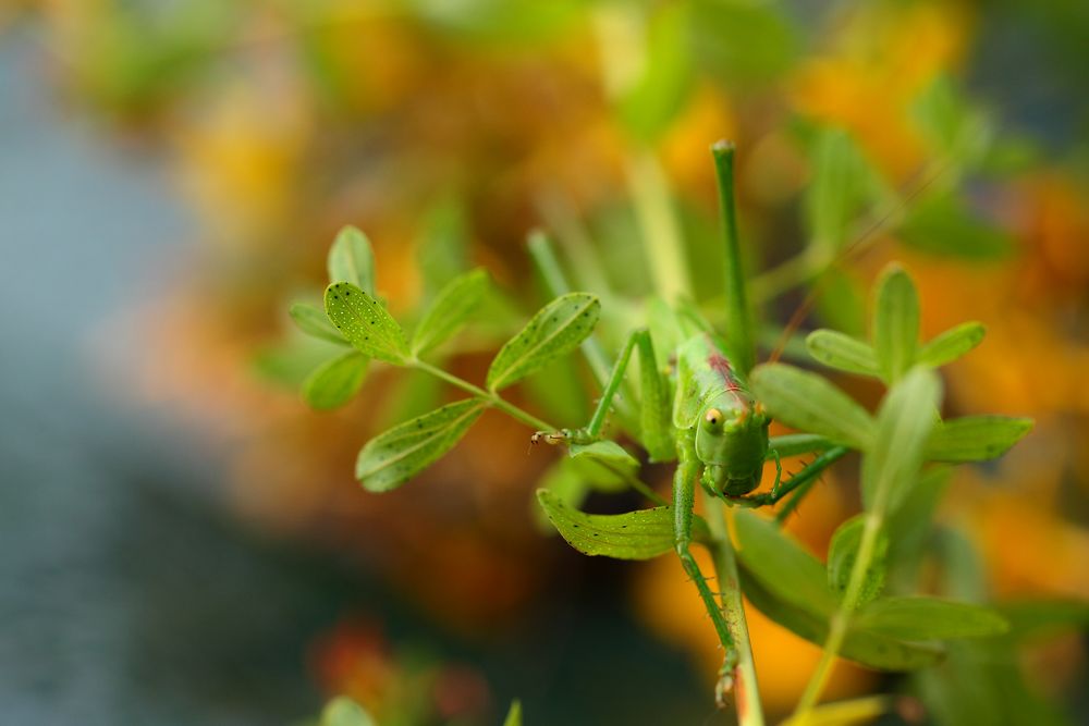 prendre la grosse tete photo et image nature, macro, insectes Images