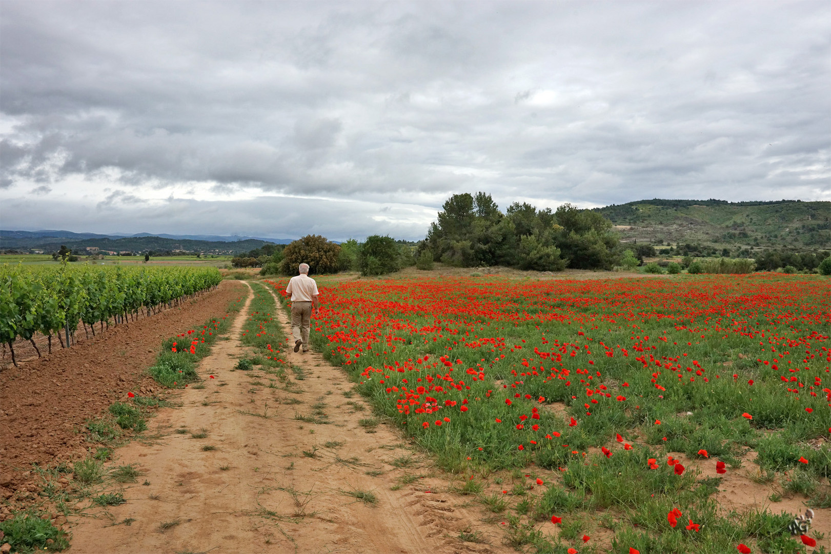 Prendre le chemin .... entre vignoble et coquelicots