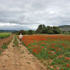 Prendre le chemin .... entre vignoble et coquelicots