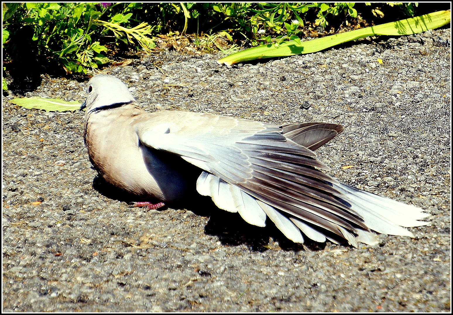 prendre un bain de soleil