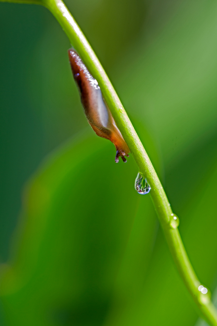 Prendre une goutte ...