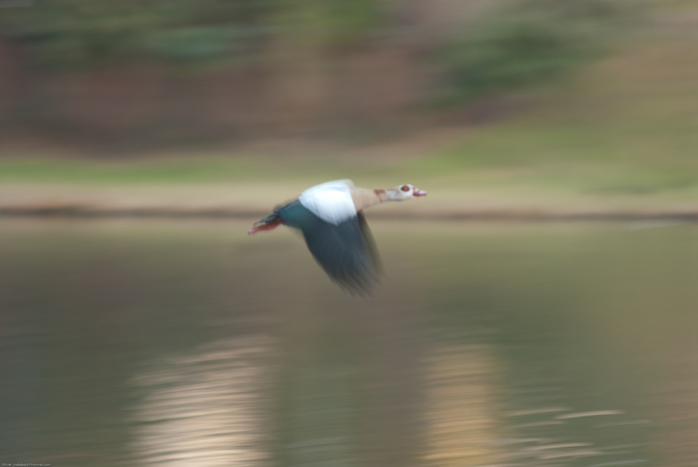 Prends une photo si tu peux.... bip bip l'oiseau c'est moi