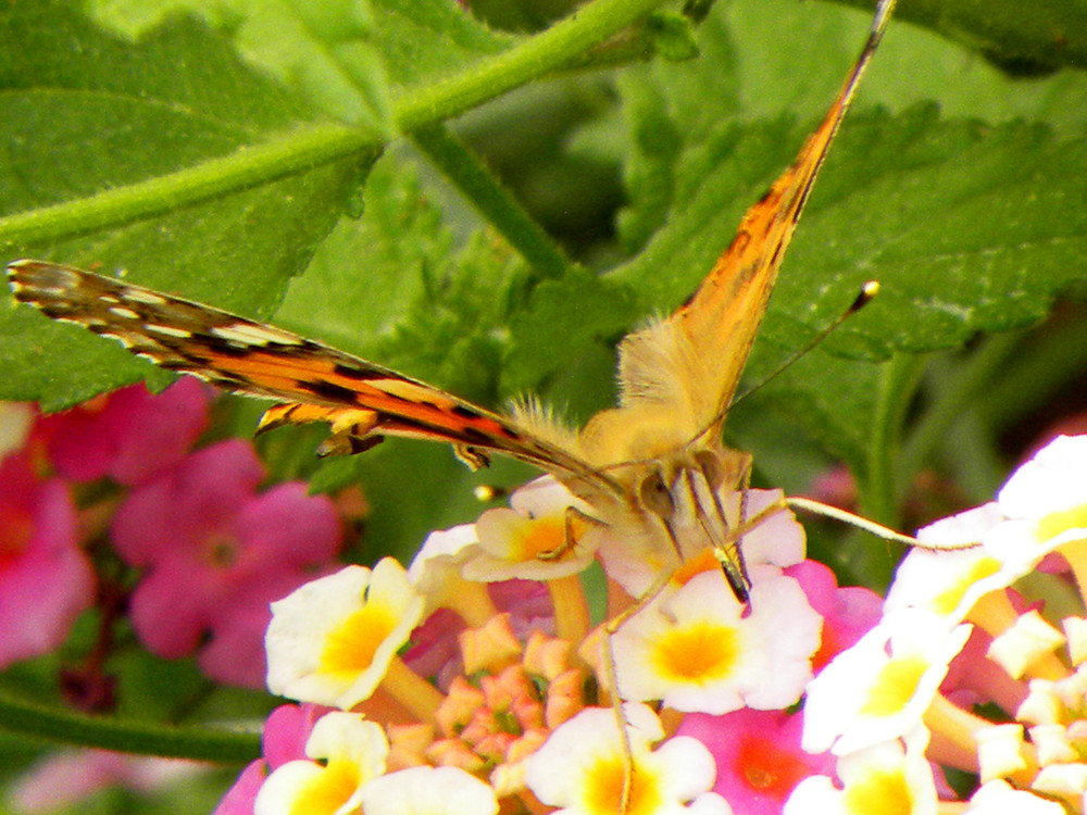 Preparada para volar.