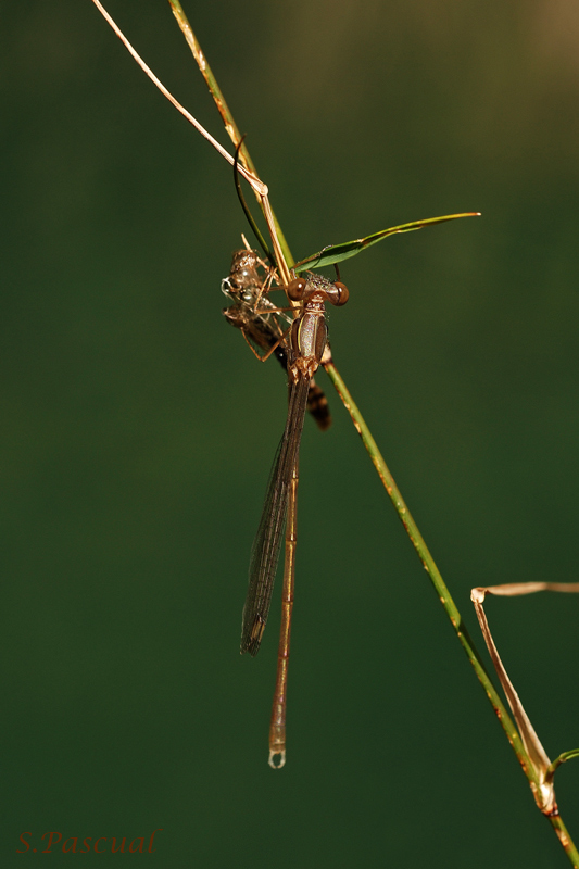 Preparando el primer vuelo.