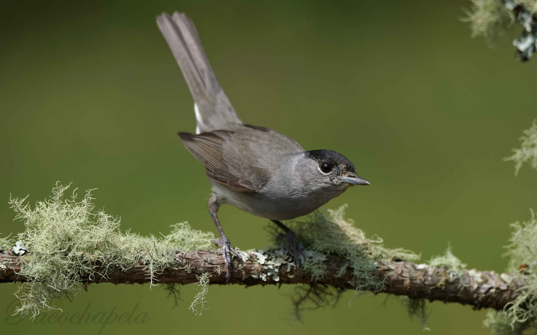 Preparando el vuelo