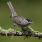 Preparando el vuelo