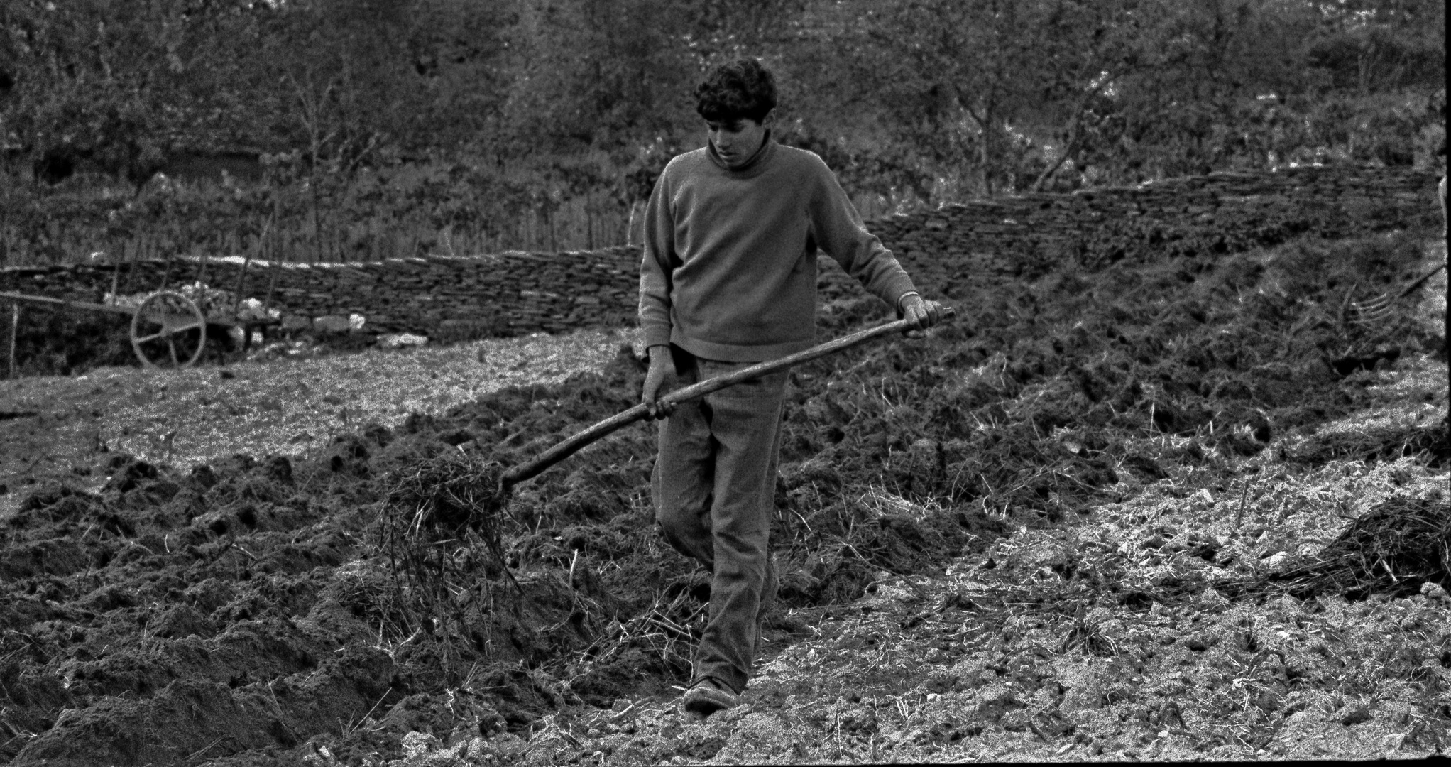 PREPARANDO LA TIERRA CON ABONO ANIMAL