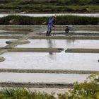 preparation des marais salants