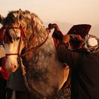 Preparing for Buzkashi