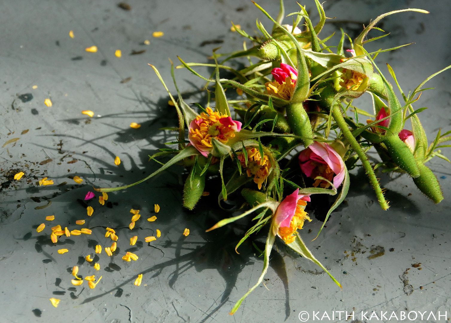 preparing rose vinegar