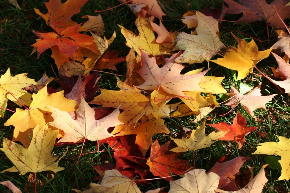 Preparing the Ground For Winter