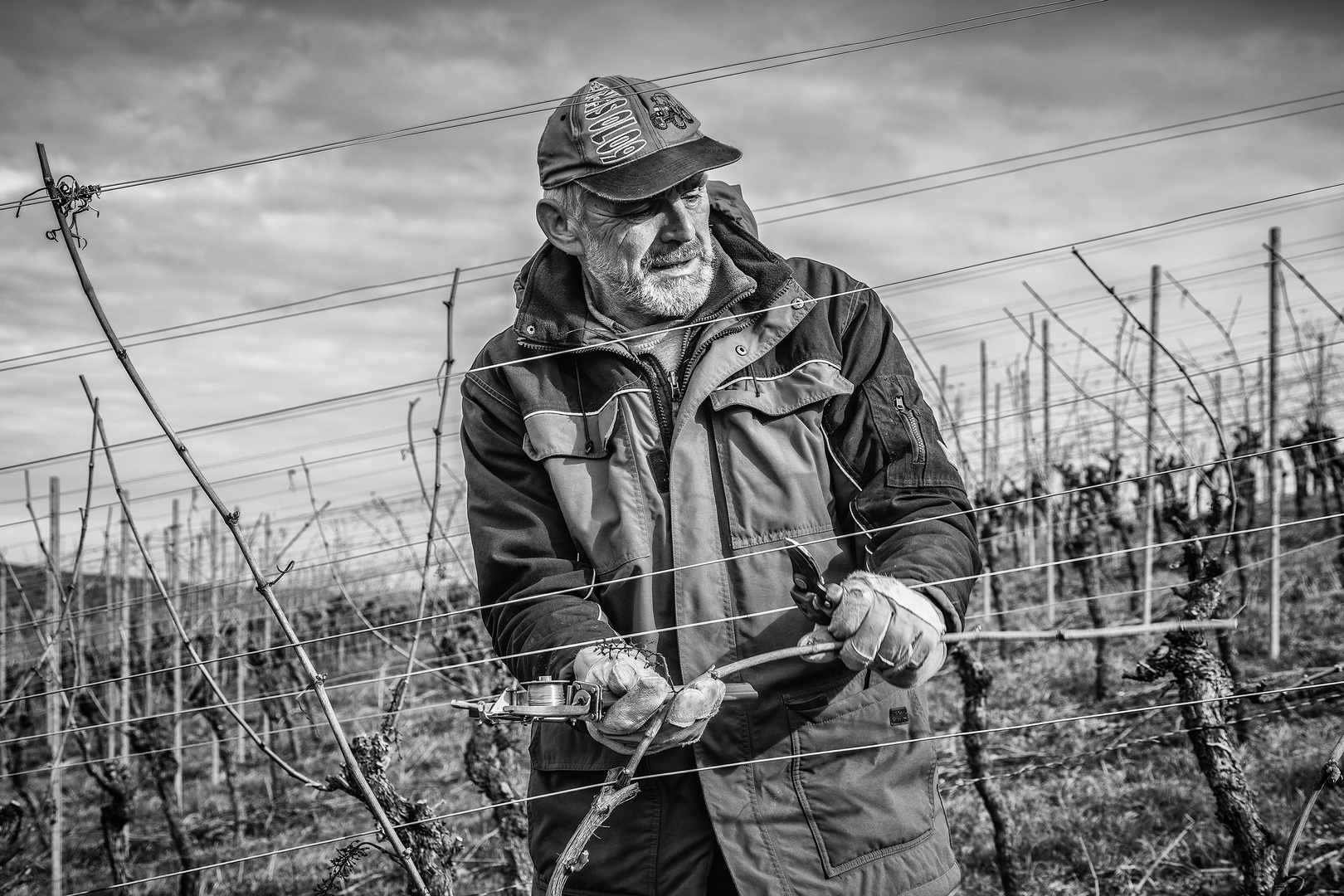 Preparing the vines