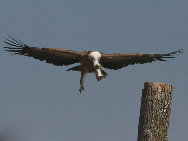 Preparing to land.