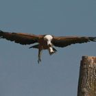 Preparing to land.