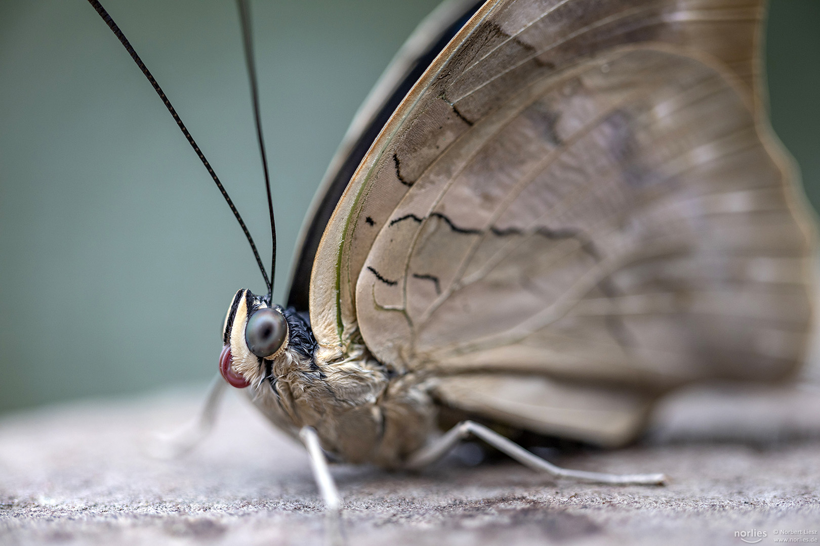 prepona demophon closeup Foto & Bild tiere, zoo, wildpark & falknerei