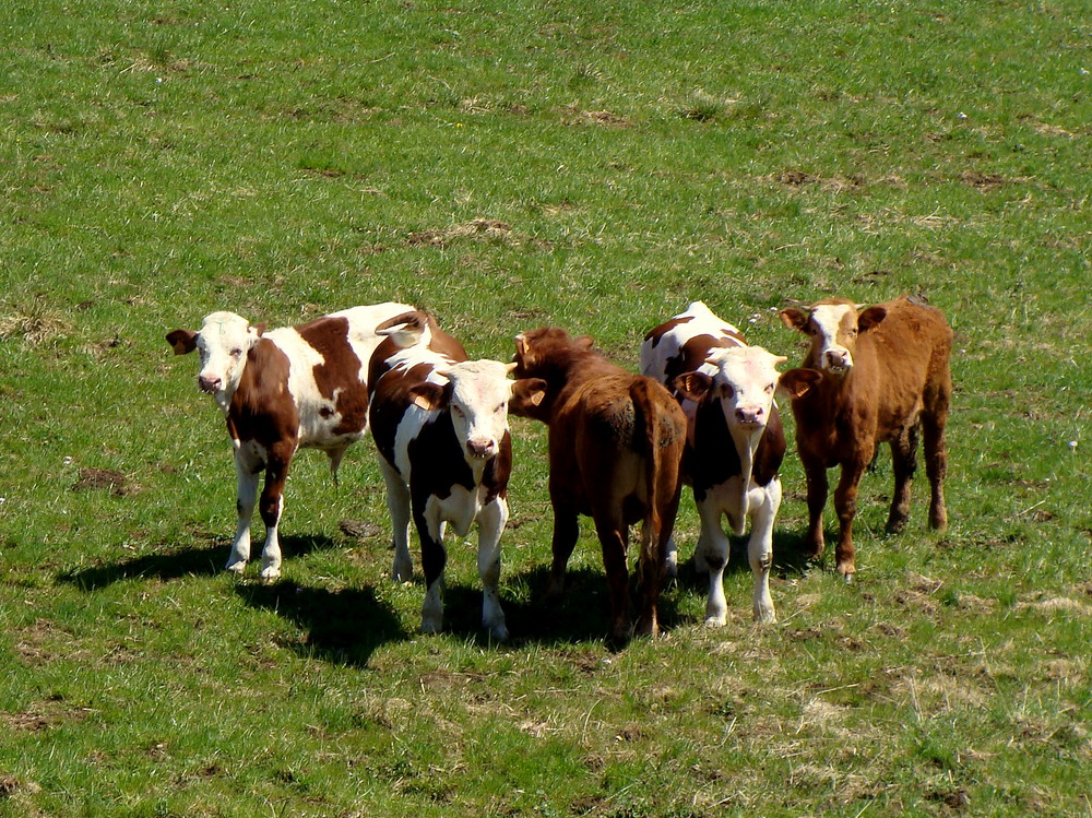 Près de Frasne