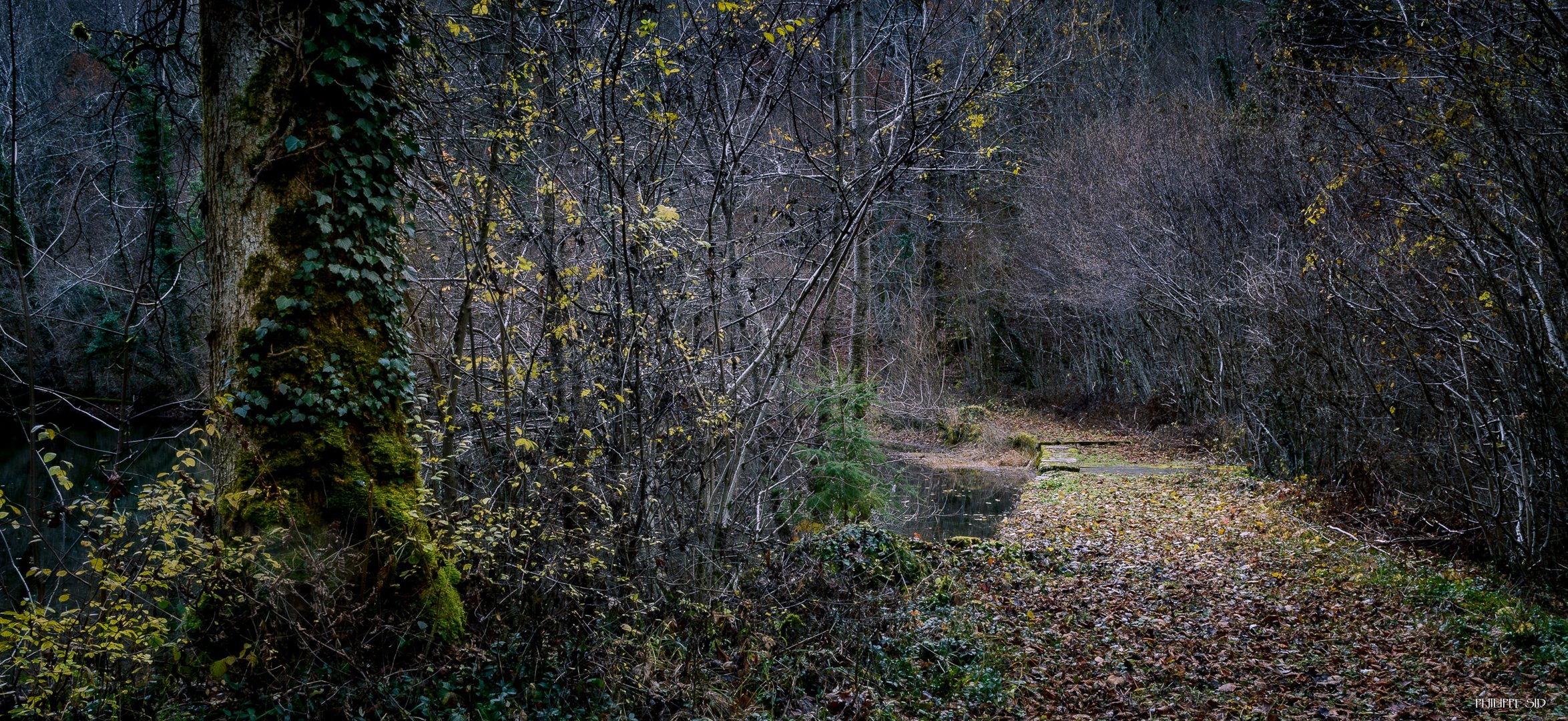 Près de l'étang