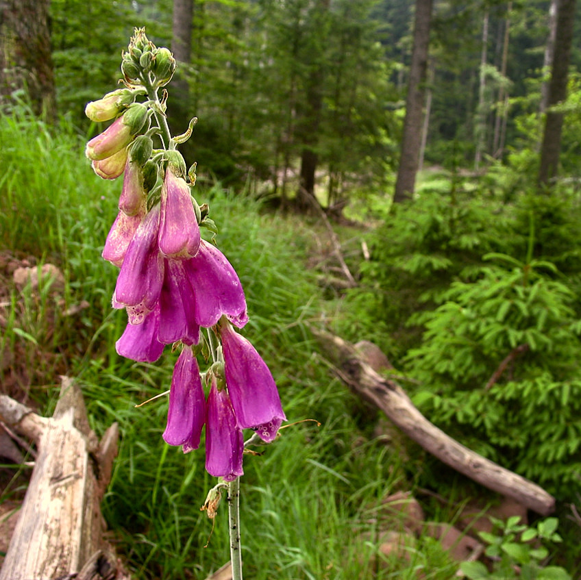 Près de l'étang du Coucou - In der Nähe vom "Kuckuck" Teich - 13/06/2003