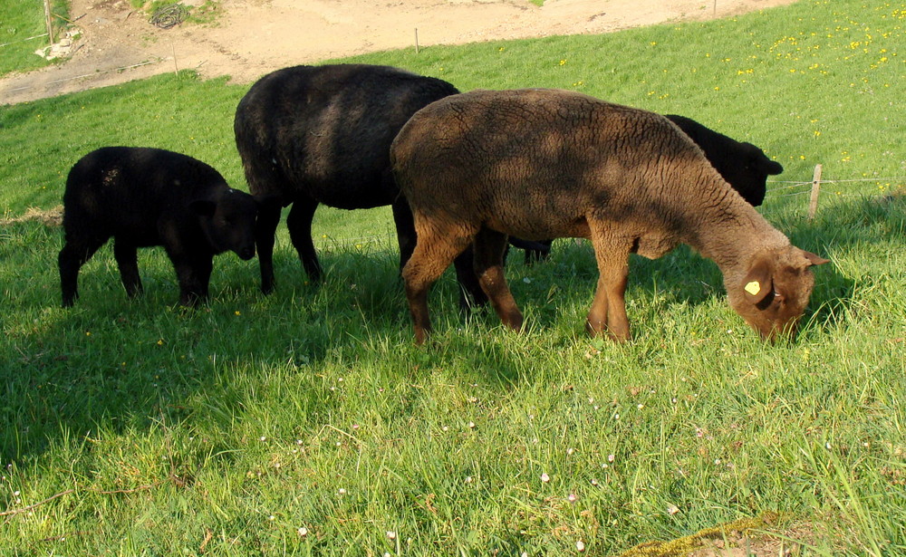 Près de Steinerberg