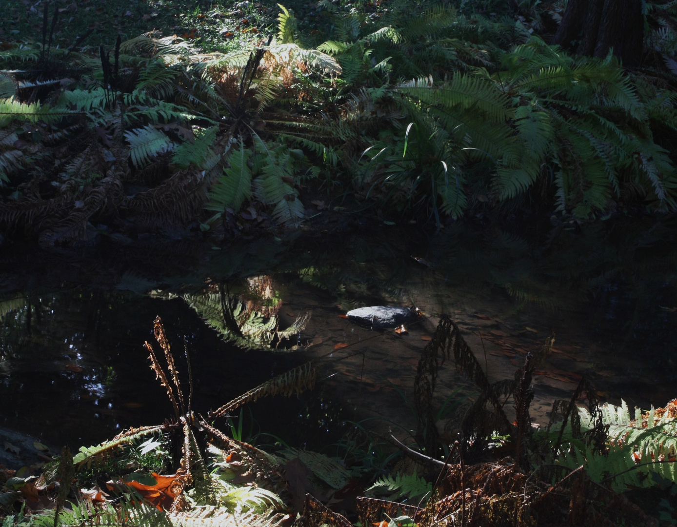 Près du ruisseau