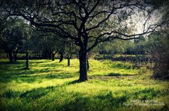 Près du village de Naves