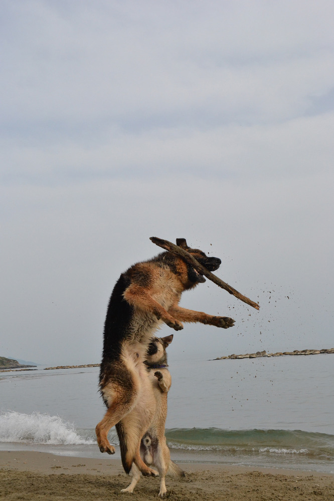 Presa al volo...