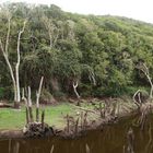 Presa de Meriga - ein versunkener See im Zauberwald (2)