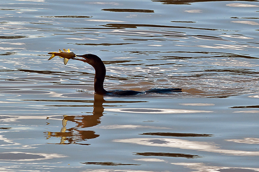 Presa y LIbertad