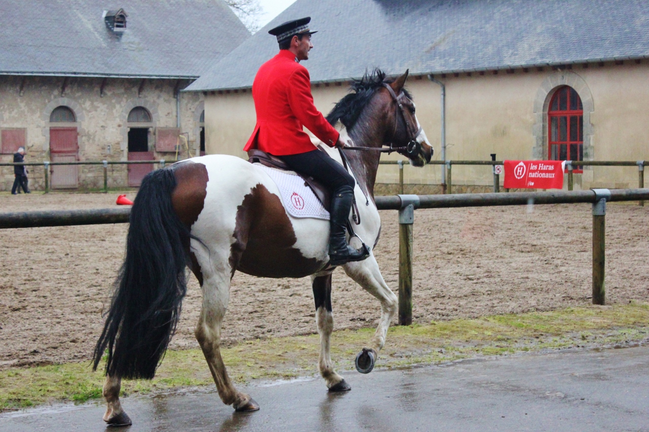 Présentation d'un très joli cheval