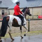 Présentation d'un très joli cheval