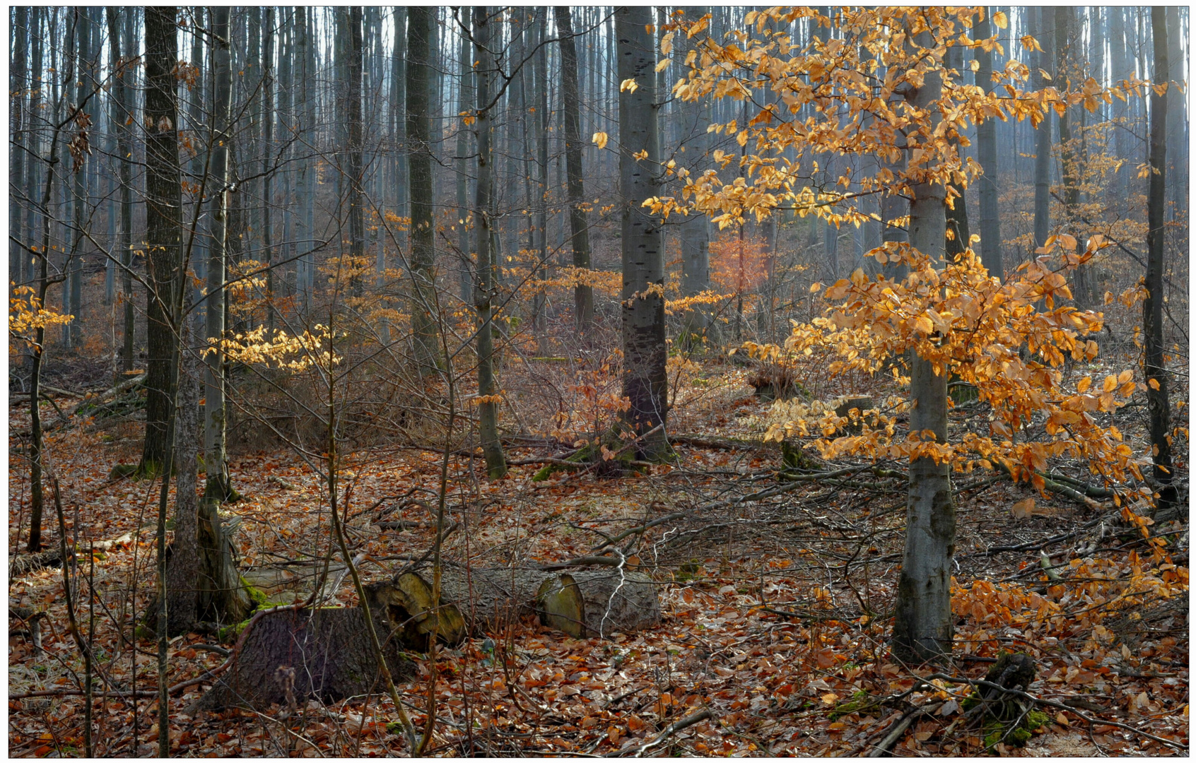 Presentimiento a la primavera en el bosque (Frühlingsahnung im Wald)