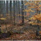 Presentimiento a la primavera en el bosque (Frühlingsahnung im Wald)